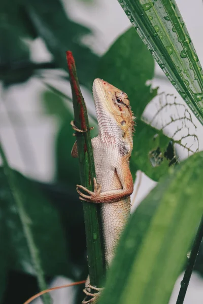 Little Lizard Sitting Green Branch — 스톡 사진