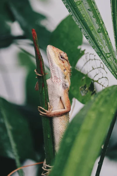 Little Lizard Sitting Green Branch — Stock Photo, Image