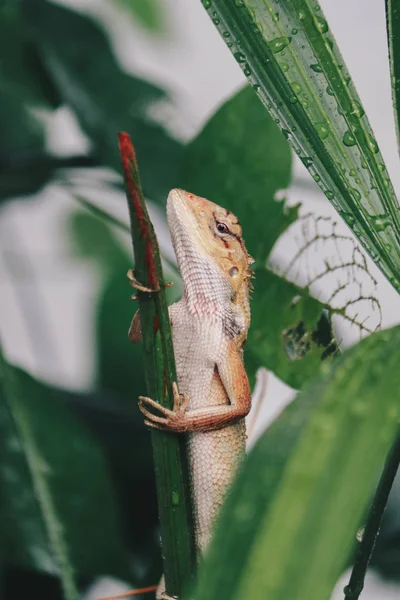 Little Lizard Sitting Green Branch — 스톡 사진