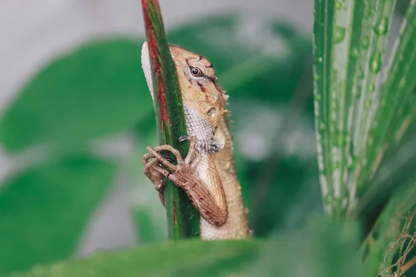 Little Lizard Sitting Green Branch — Stock Photo, Image