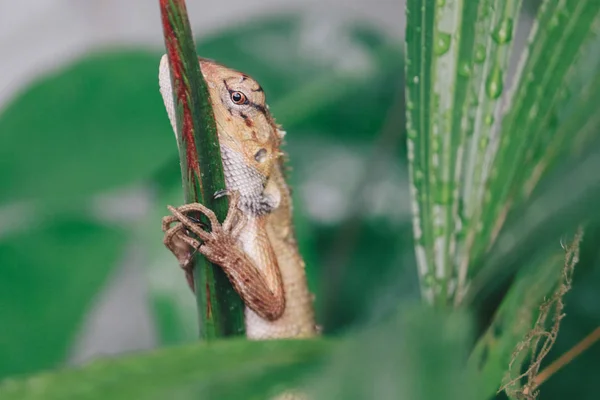 Little Lizard Sitting Green Branch — Stock Photo, Image