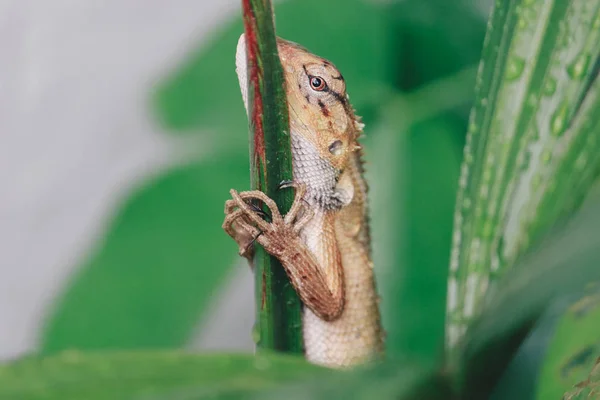 Little Lizard Sitting Green Branch — Stock Photo, Image