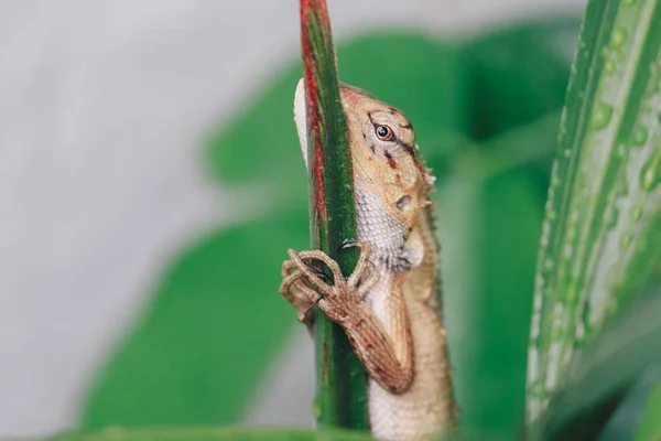 Little Lizard Sitting Green Branch — Stock Photo, Image