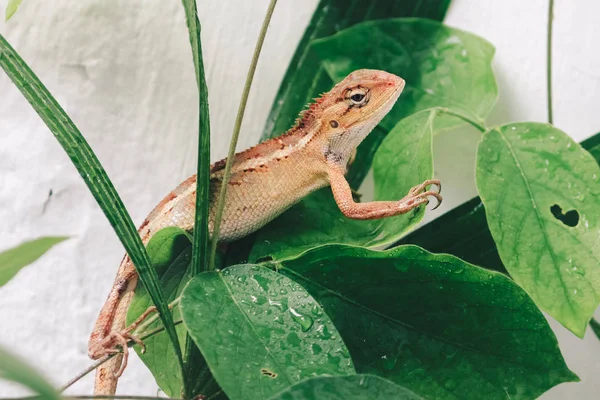 Kleine Eidechse Sitzt Auf Grünen Blättern — Stockfoto