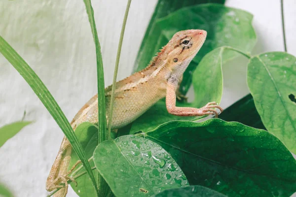 Little Lizard Sitting Green Leaves — 스톡 사진
