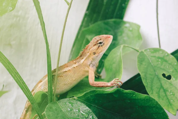 Petit Lézard Assis Sur Des Feuilles Vertes — Photo