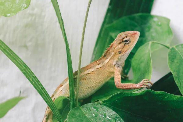 Pequeno Lagarto Sentado Folhas Verdes — Fotografia de Stock