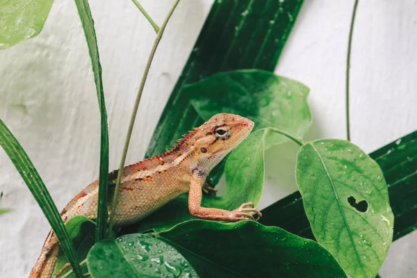 Pequeno Lagarto Sentado Folhas Verdes — Fotografia de Stock