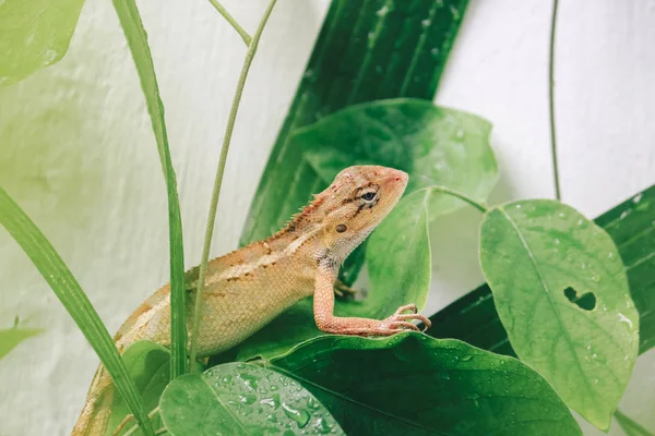 Pequeno Lagarto Sentado Folhas Verdes — Fotografia de Stock