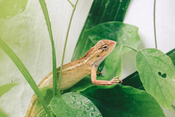 Pequeno Lagarto Sentado Folhas Verdes — Fotografia de Stock