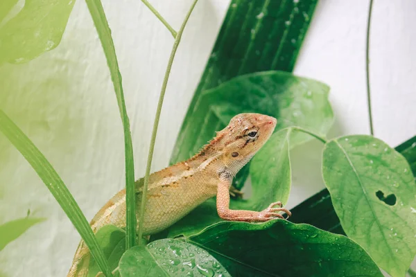 Pequeno Lagarto Sentado Folhas Verdes — Fotografia de Stock