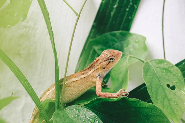 Little Lizard Sitting Green Leaves — 스톡 사진