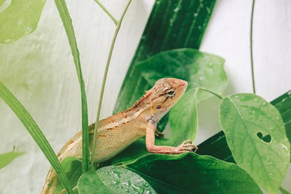 Kleine Eidechse Sitzt Auf Grünen Blättern — Stockfoto