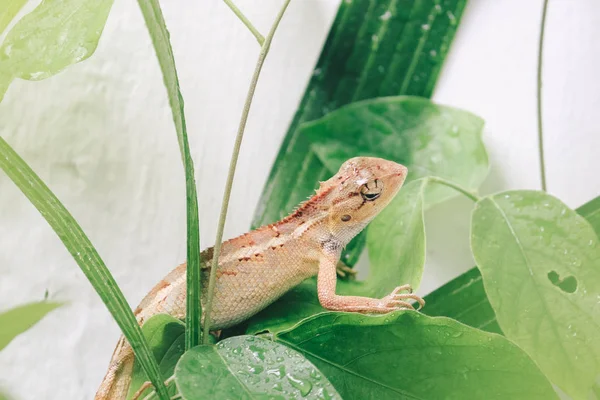 Pequeno Lagarto Sentado Folhas Verdes — Fotografia de Stock