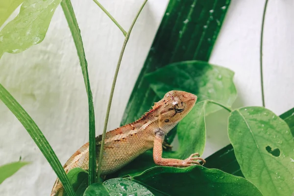 Pequeno Lagarto Sentado Folhas Verdes — Fotografia de Stock