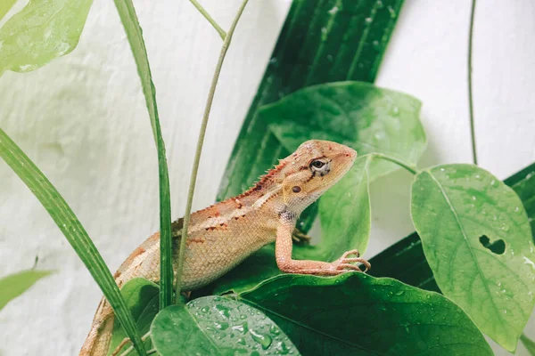 Pequeno Lagarto Sentado Folhas Verdes — Fotografia de Stock