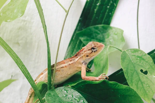 Kleine Eidechse Sitzt Auf Grünen Blättern — Stockfoto