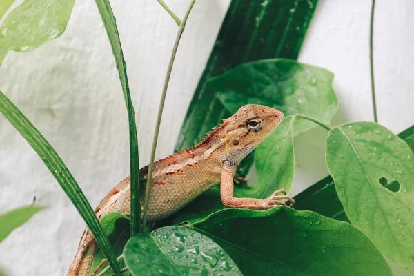 Kleine Eidechse Sitzt Auf Grünen Blättern — Stockfoto