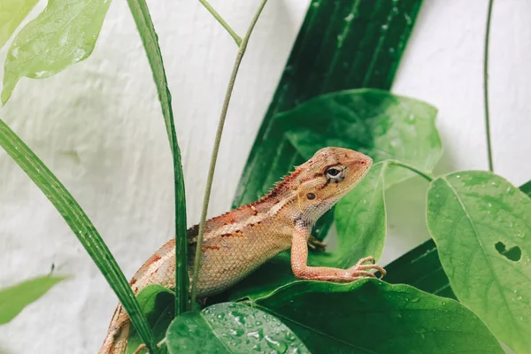 Kleine Eidechse Sitzt Auf Grünen Blättern — Stockfoto