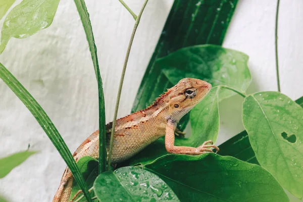 Pequeno Lagarto Sentado Folhas Verdes — Fotografia de Stock