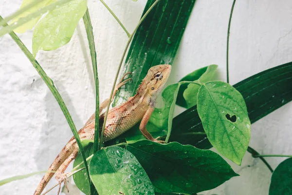 Pequeno Lagarto Sentado Folhas Verdes — Fotografia de Stock