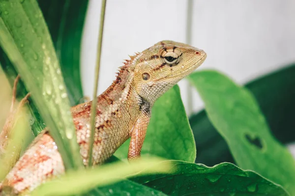 Petit Lézard Assis Sur Des Feuilles Vertes — Photo