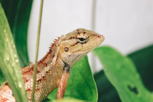 Petit Lézard Assis Sur Des Feuilles Vertes — Photo