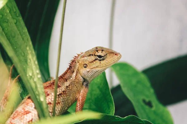 Pequeno Lagarto Sentado Folhas Verdes — Fotografia de Stock