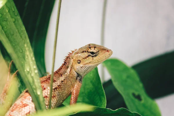 Petit Lézard Assis Sur Des Feuilles Vertes — Photo