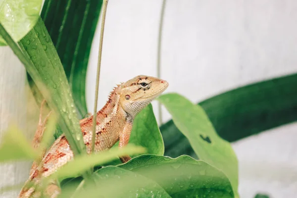 Pequeno Lagarto Sentado Folhas Verdes — Fotografia de Stock