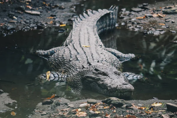 Huge Dangerous Alligator Wildlife Nature — Stock Photo, Image