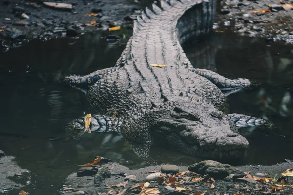 Ogromny Niebezpieczny Aligator Przyrodzie Dzikiej Przyrody — Zdjęcie stockowe