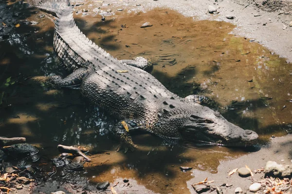 Énorme Alligator Dangereux Dans Nature Sauvage — Photo