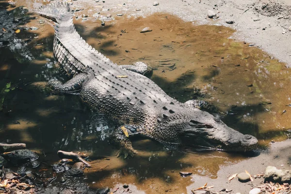 野生動物における巨大な危険なワニ — ストック写真