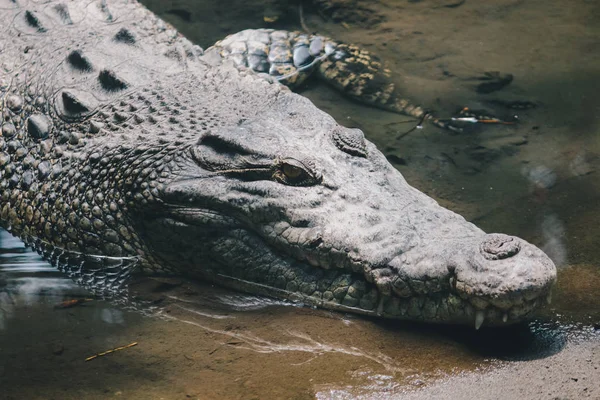 Enorme Gevaarlijke Alligator Het Wild Natuur — Stockfoto