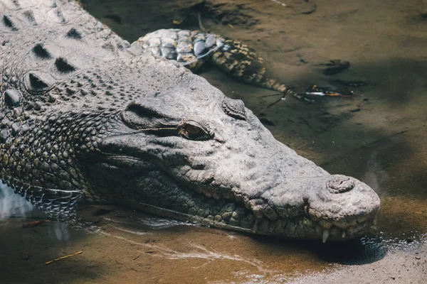 野生生物中巨大的危险鳄鱼 — 图库照片