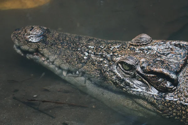 Huge Dangerous Alligator Wildlife Nature — 스톡 사진