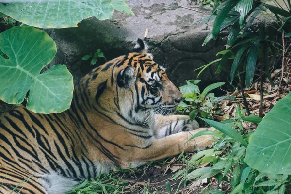 Close Shot Walking Wild Tiger — Stock Photo, Image