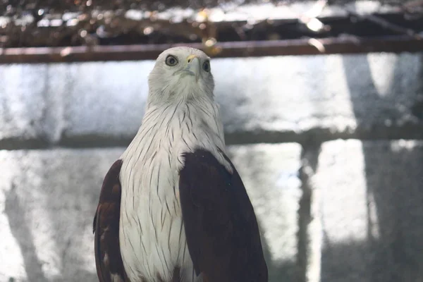 Portrait Aigle Gros Plan — Photo