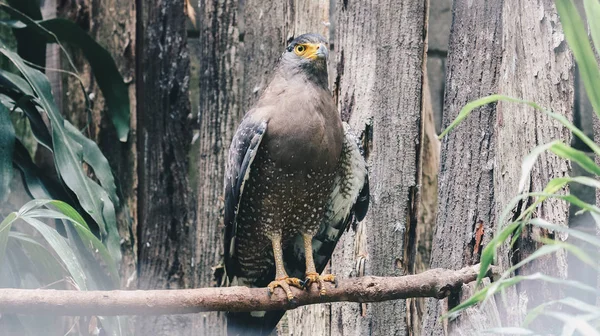 Hayvanat Bahçesindeki Şahin Kuşu Yakın Çekim — Stok fotoğraf