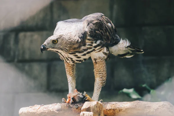 Retrato Del Zoológico Hermoso Águila Cerca Disparo — Foto de Stock