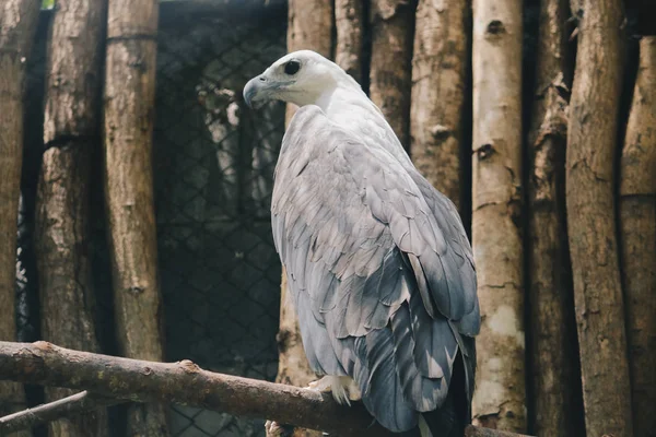 Myszołowy Ptak Zoo Zbliżenie Strzału — Zdjęcie stockowe