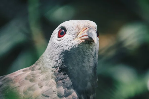 Close Grey Bird Head Blurred Background — Stock Photo, Image