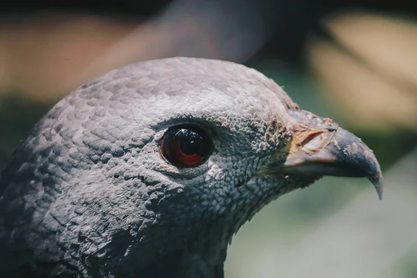 Bulanık Arkaplanda Gri Kuş Kafasının Yakın Çekimi — Stok fotoğraf