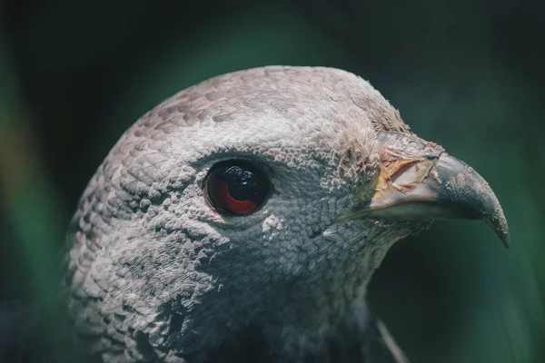 Detailní Záběr Šedé Ptačí Hlavy Rozmazaném Pozadí — Stock fotografie