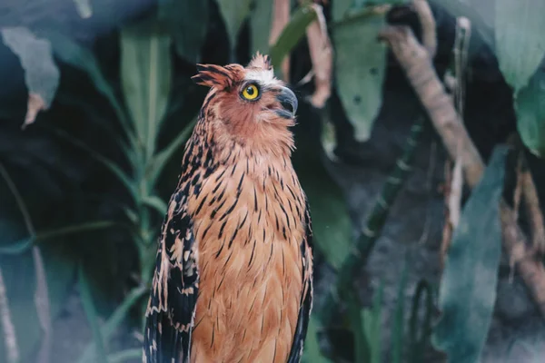 Amazing Cute Owl Yellow Eyes Blurred Nature Background — Stock Photo, Image