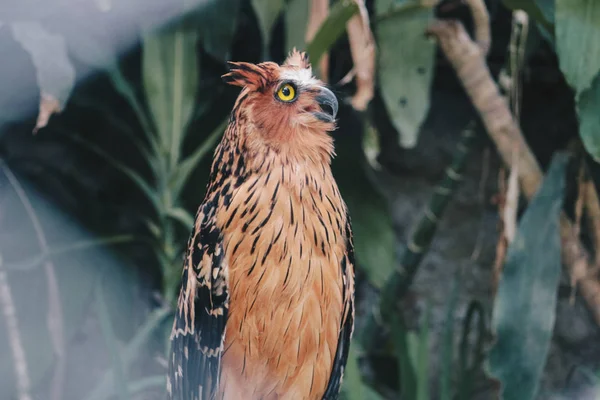 Amazing Cute Owl Yellow Eyes Blurred Nature Background — Stock Photo, Image