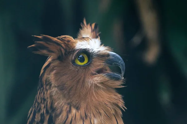 Amazing Cute Owl Yellow Eyes Blurred Nature Background — ストック写真