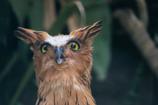 Amazing Cute Owl Yellow Eyes Blurred Nature Background — Stock Photo, Image