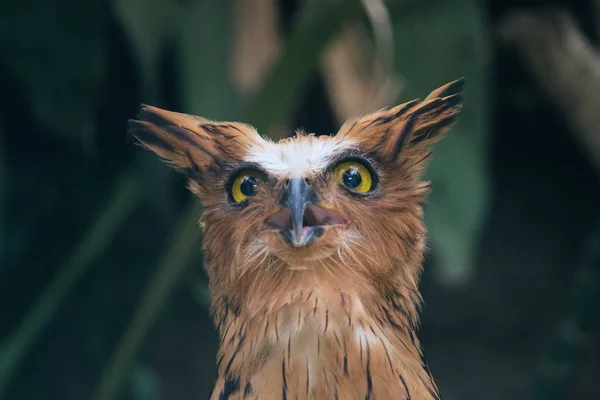 Amazing Cute Owl Yellow Eyes Blurred Nature Background — Stock Photo, Image